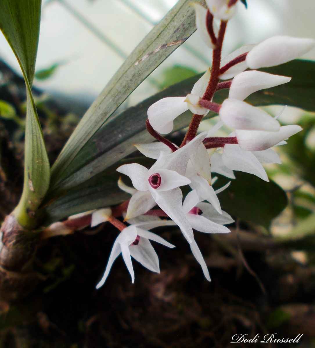 Pinalia bicolor (Lindl.) Kuntze